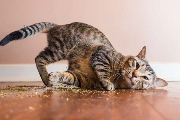 Valerian for Cats (30g) by Cat FurNature