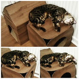 Cardboard Cat Cube