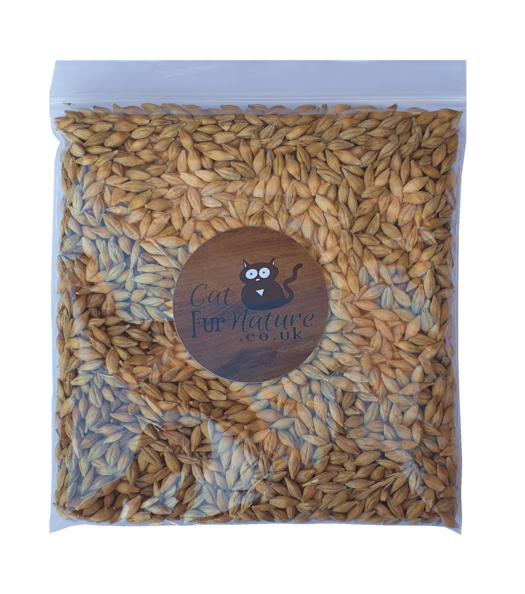 Cat Grass Seeds Barley (150g) CatFurNature