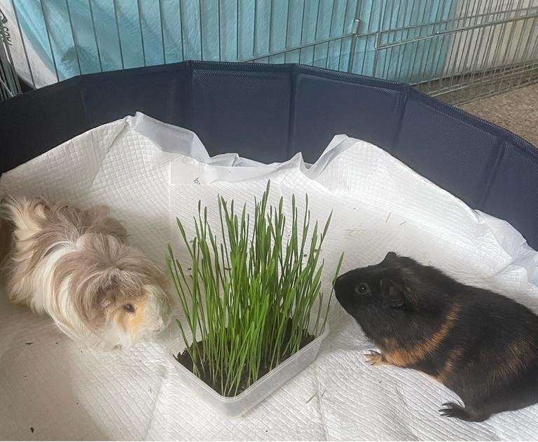 Pet Grass Variety Pack