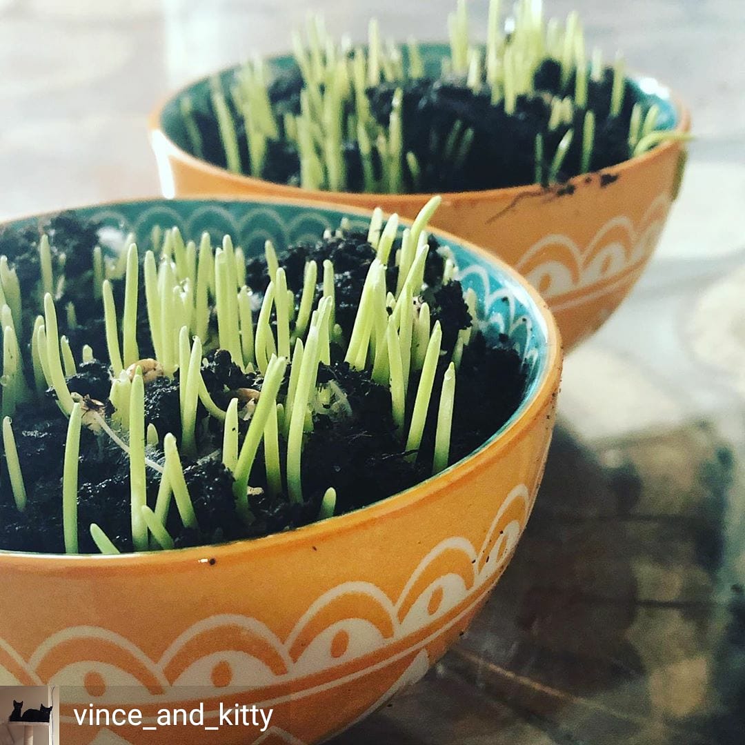 Cat Grass Seeds - Rye 150g