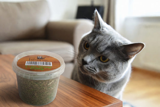 A Russian blue grey cat looking at a plastic tub of catnip on a table
