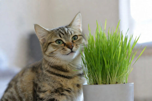 Why Cats Should Have Access to Cat Grass: Benefits Every Cat Owner Needs to Know