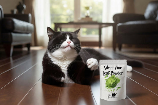Silver Vine for Cats: The Best Catnip Alternative in 2026 – Benefits, Effects & Why Cats Go Crazy For It