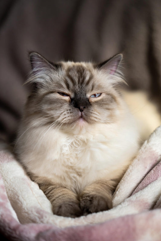 Natural Calming Supplement for Cats: Discover the Benefits of L-Tryptophan for Anxious Cats