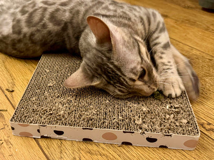 Silver Vine Leaves for cats in a heart tin