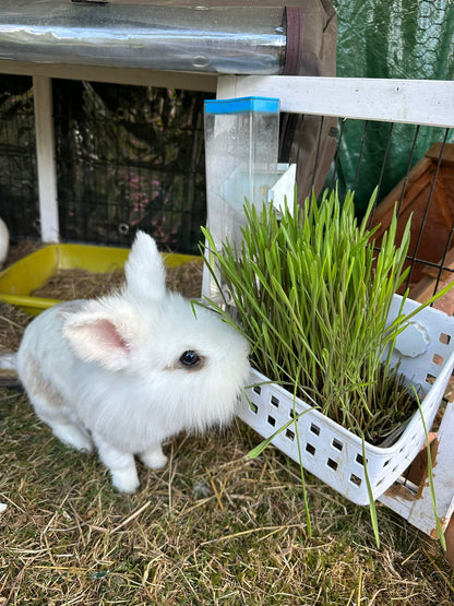 Pet Grass 2 pack By Cat FurNature
