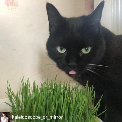 Luxury Cat Grass Pot and Kits - Concrete Cube