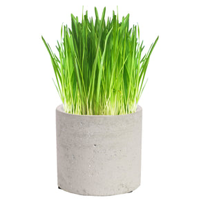 Luxury Cat Grass Pot and Kits - Concrete Round