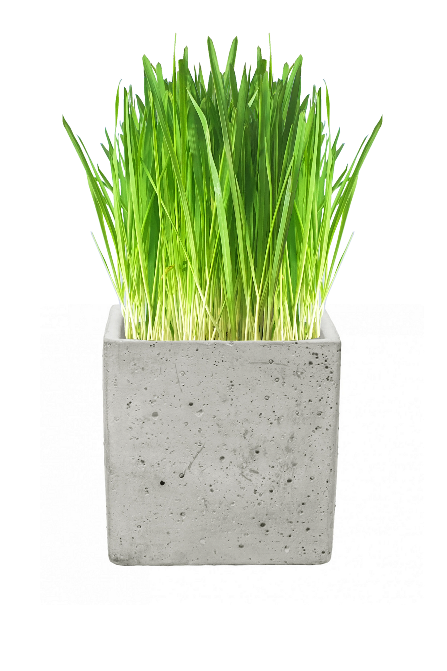 Luxury Cat Grass Pot and Kits - Concrete Cube