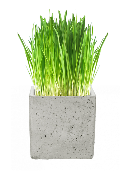 Luxury Cat Grass Pot and Kits - Concrete Cube