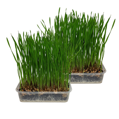 Pet Grass 2 pack By Cat FurNature