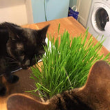 Luxury Cat Grass Pot and Kits - Concrete Round