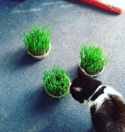 Cat sniffing pots of grass on a carpet