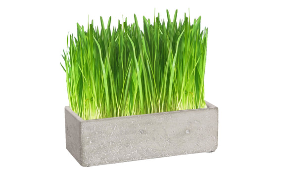Luxury Cat Grass Pot and Kits - Concrete Trough