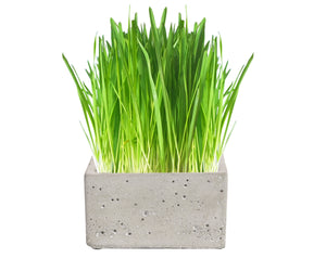 Luxury Cat Grass Pot and Kits - Concrete Square