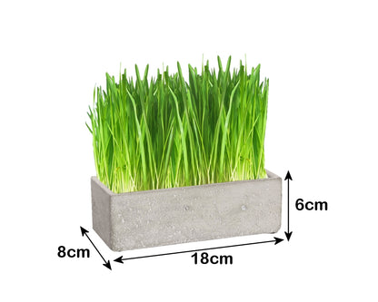 Luxury Cat Grass Pot and Kits - Concrete Trough