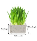 Luxury Cat Grass Pot and Kits - Concrete Square