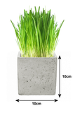Luxury Cat Grass Pot and Kits - Concrete Cube