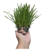 Stainless Steel Bowls with Stand and Grow Your Own Cat Grass Kit