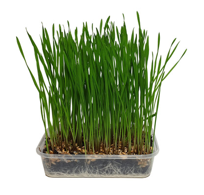 Pet Grass 2 pack By Cat FurNature