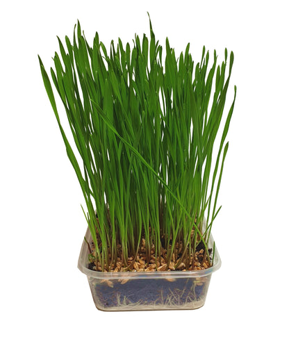 Pet Grass 2 pack By Cat FurNature