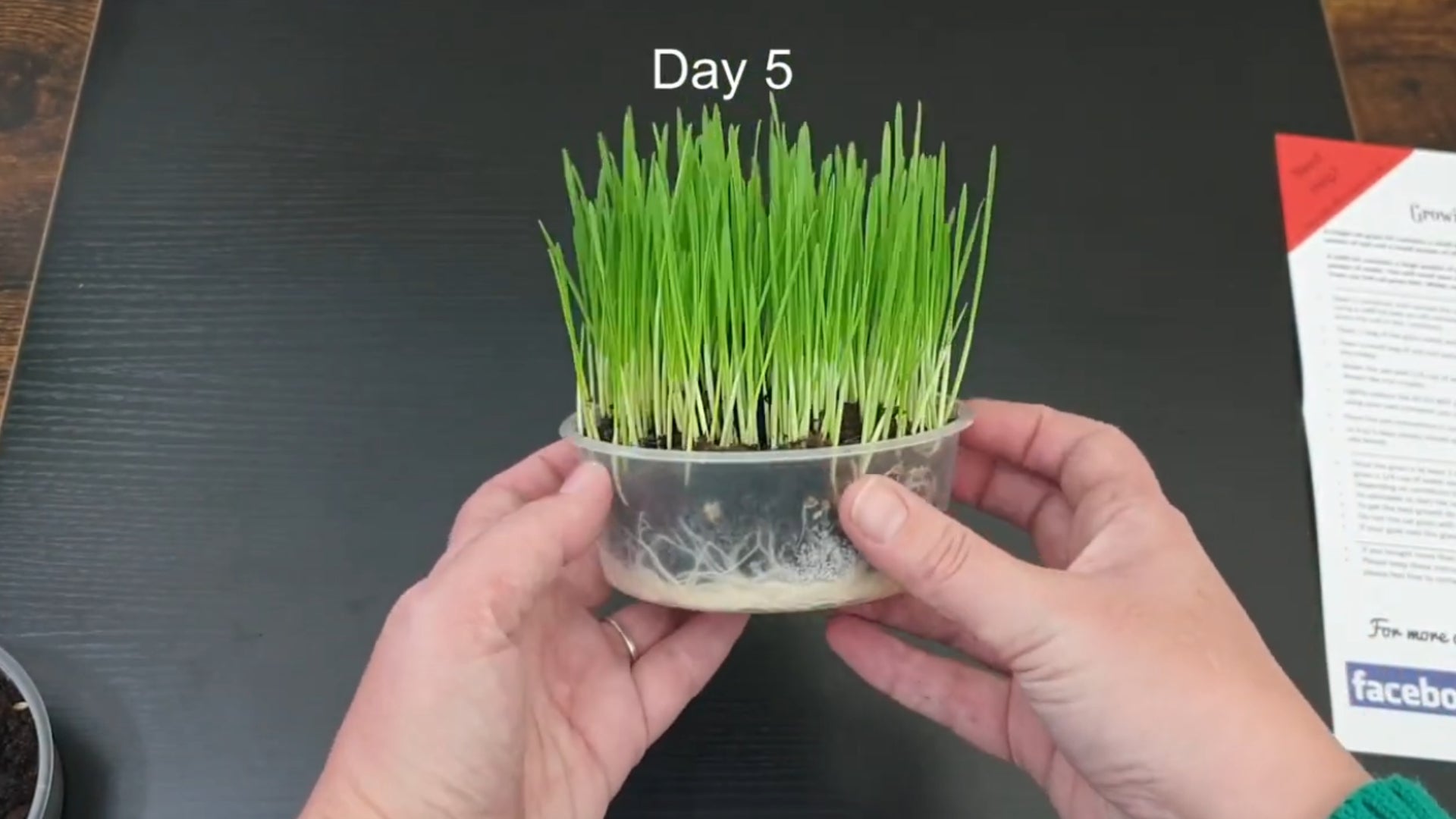 Load video: This is how easy it is to grow cat grass with one of our kits. What’s Included in the Cat FurNature Cat Grass 4-Pack?4 small plastic pots with lids. Portioned potting soil in each. 4 portioned packs of UK-grown grass seeds (wheatgrass grown for human consumption on a local family farm). 4 small packets of extra soil for covering the seeds (no need to dig around in the soil yourself) Step-by-Step: How to Grow Cat Grass at Home. Open one container and remove the soil packet. Gently and evenly compress the soil into the pot. Open one bag of the UK-grown grass seeds and pour them evenly on top of the soil. Spread them out nicely. Open the small bag of soil and spread it evenly over the seeds so they’re lightly covered. Gently flatten the surface (no sandcastles today!).Water carefully Add ¼ cup (60ml or two shot glasses of water). Important: Do not overwater — you don’t want to drown the seeds like Rice Krispies! Place the pot in a bright, airy spot in your home — out of direct sunlight and cold drafts. Watch it grow In 4 to 5 days you should see green shoots appearing. Once the grass reaches at least 2 inches high (usually around day 7), it’s ready for your cat to enjoy. Ongoing care - Water with ¼ cup of water once a week or when the soil feels very dry. Depending on conditions, one tray will last about 14 days after it’s ready.