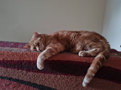 Calming L-Tryptophan for Cats