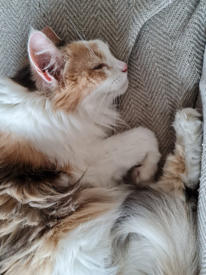 Calming L-Tryptophan for Cats