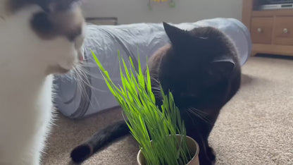 Eco Cat Grass