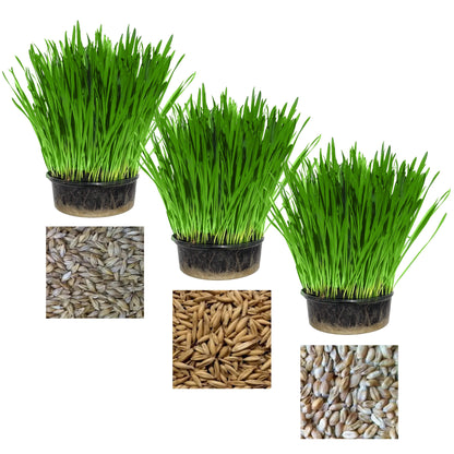 Pet Grass Variety Pack
