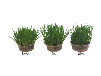 Pet Grass Variety Pack
