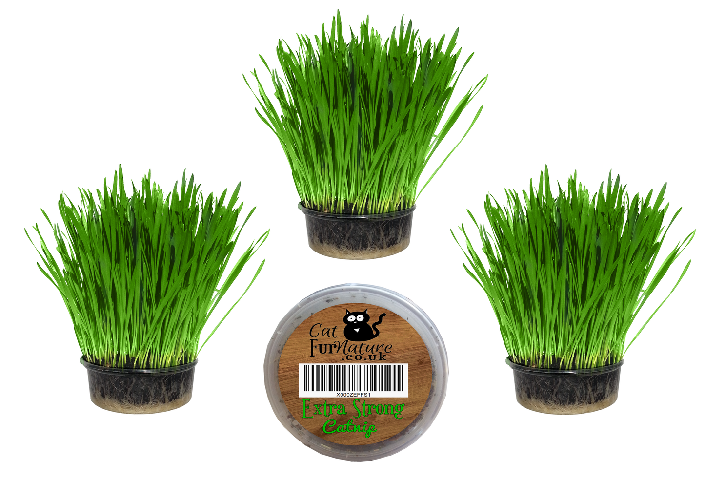 Cat Grass & Catnip - 3 & 1