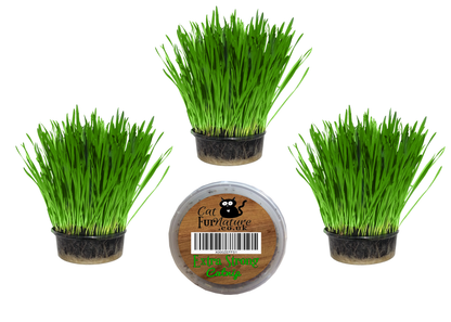 Cat Grass & Catnip - 3 & 1