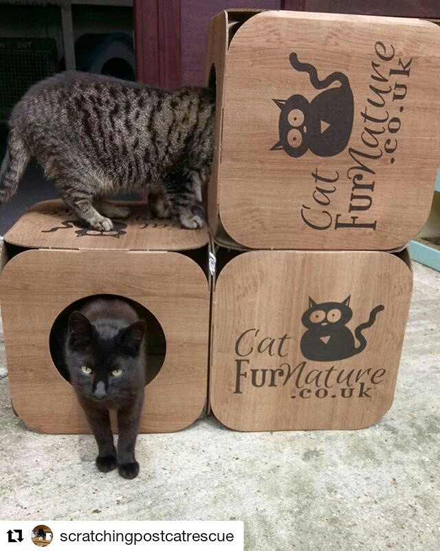 Cardboard Cat Cube 3 Pack