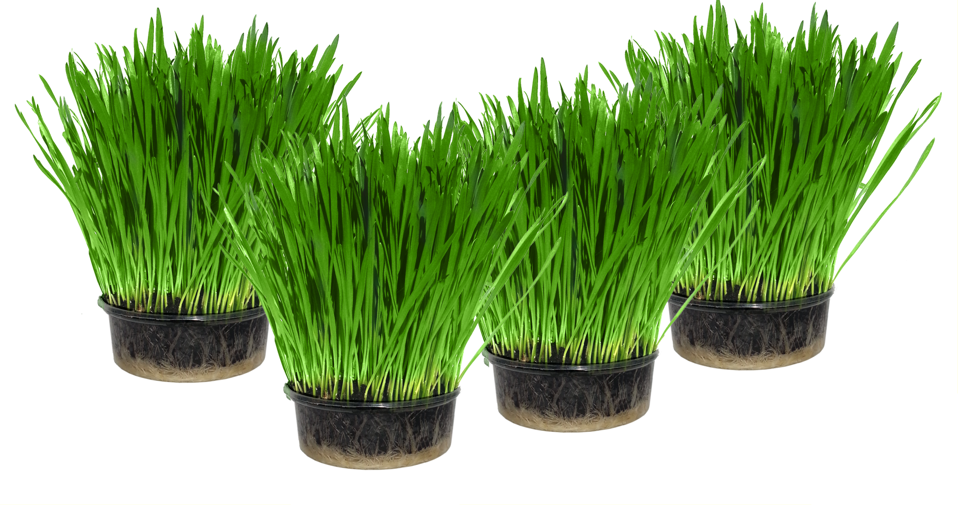 4 Pack Cat Grass Growing Kit with live soil and human grade wheatgrass seeds - Premium UK made