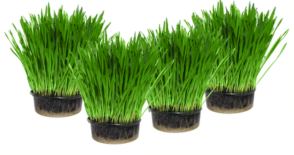 4 Pack Cat Grass Growing Kit with live soil and human grade wheatgrass seeds - Premium UK made