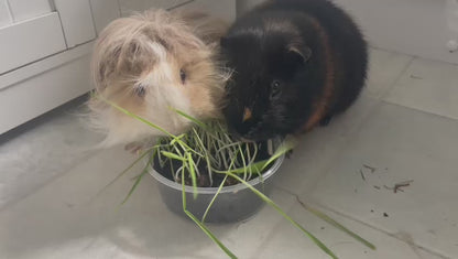 Pet Grass Variety Pack