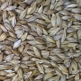 Pet Grass Variety Pack