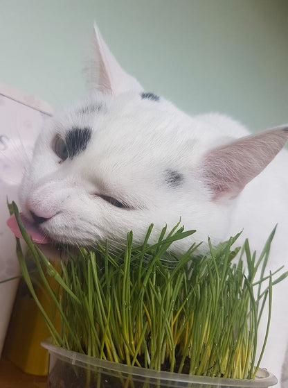 Pet Grass Variety Pack
