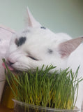 Cat Grass Barley 3 Pack