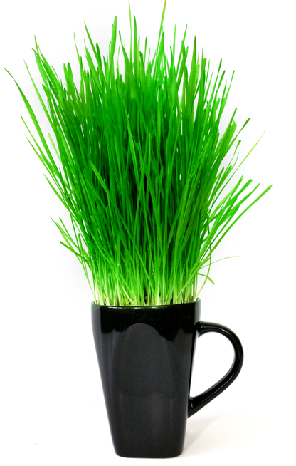 Cat Grass - Refill Packs