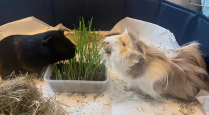 Pet Grass Variety Pack