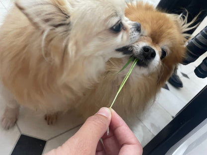 Pet Grass Variety Pack