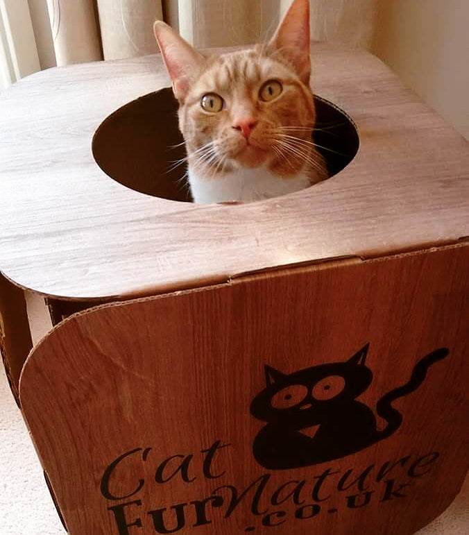 Cardboard Cat Cube