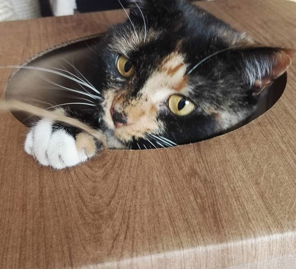 Cardboard Cat Cube