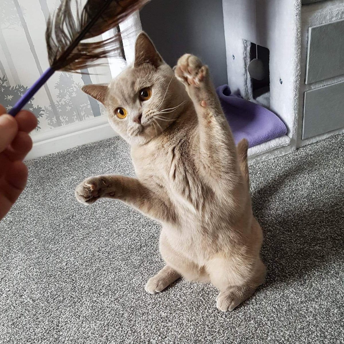 Arch Nemesis Feather Cat Toy - 3 pack