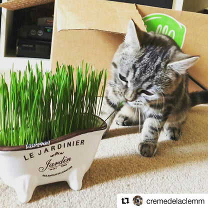 Cat Grass Seeds - Wheat 150g