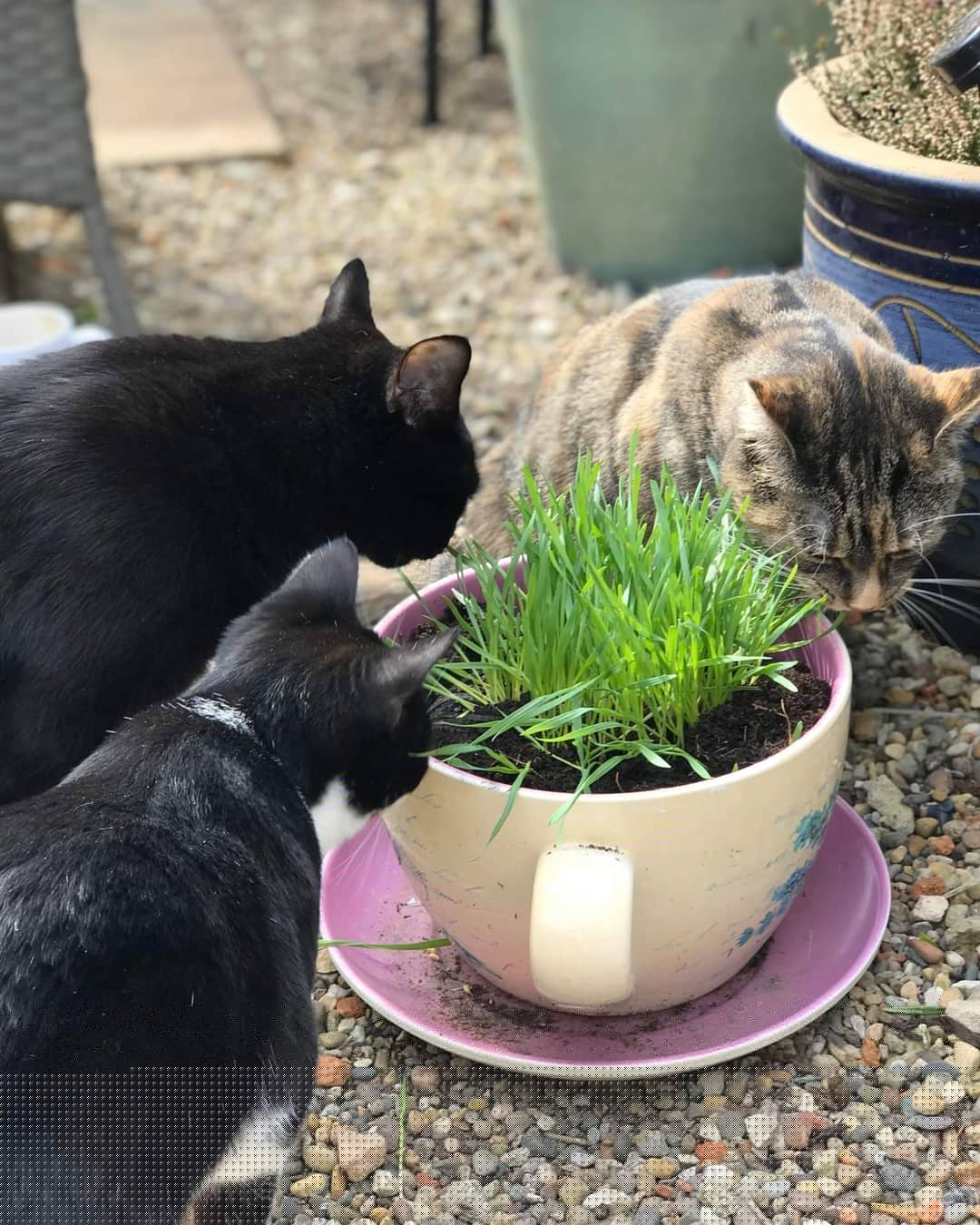Cat Grass Seeds - Oat 150g
