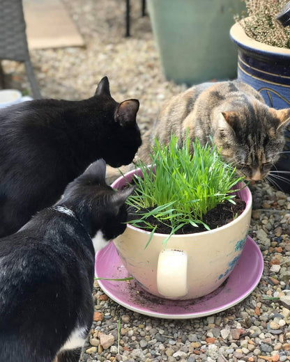 Cat Grass Seeds - Oat 150g